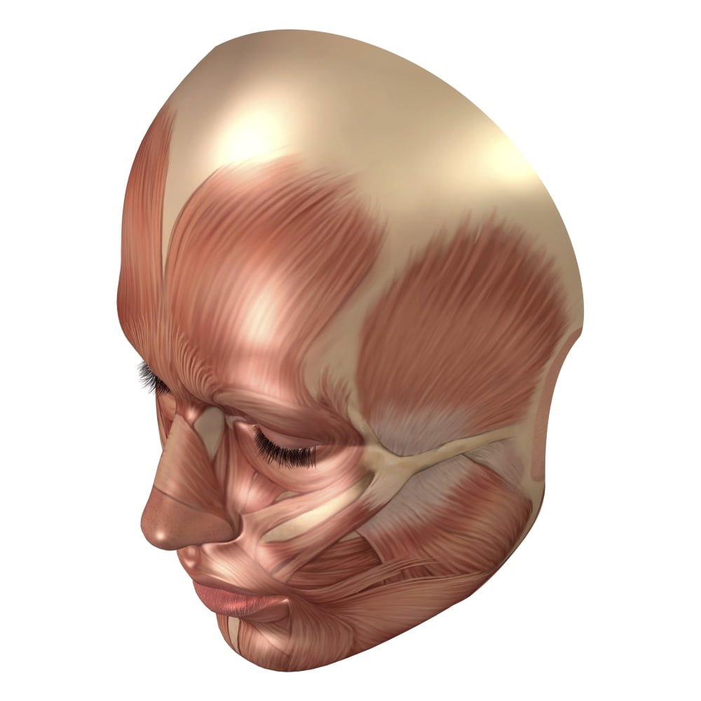 Anatomy of human face muscles Poster Print (24 x 32) - Walmart.com