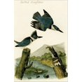 thumbnail image 2 of Art.com Belted Kingfisher Stretched Canvas Print Wall Art by John James Audubon, 12" x 18", 2 of 4