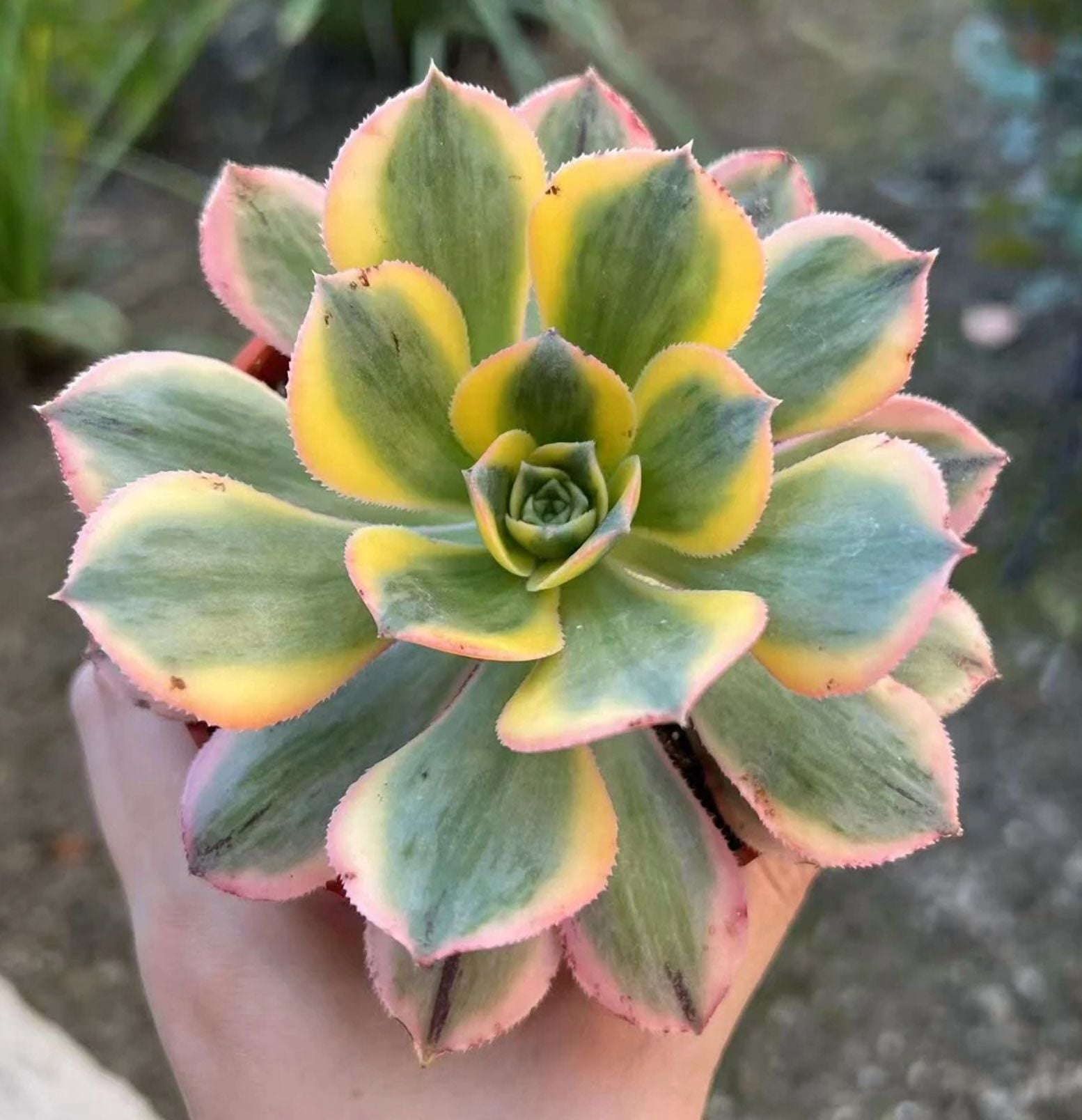 Aeonium Sunburst Plant Live for Planting - Copper Pinwheel Plant - Suburst Aeonium Plant - Variegated Aeonium Sunburst Plant - Pink Succulent Plant for Indoor Outdoor in 4 Inch Pot