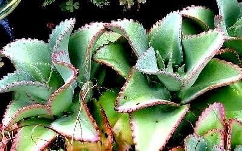 Kalanchoe daigremontiana, madre de miles, la planta de cocodrilo es una