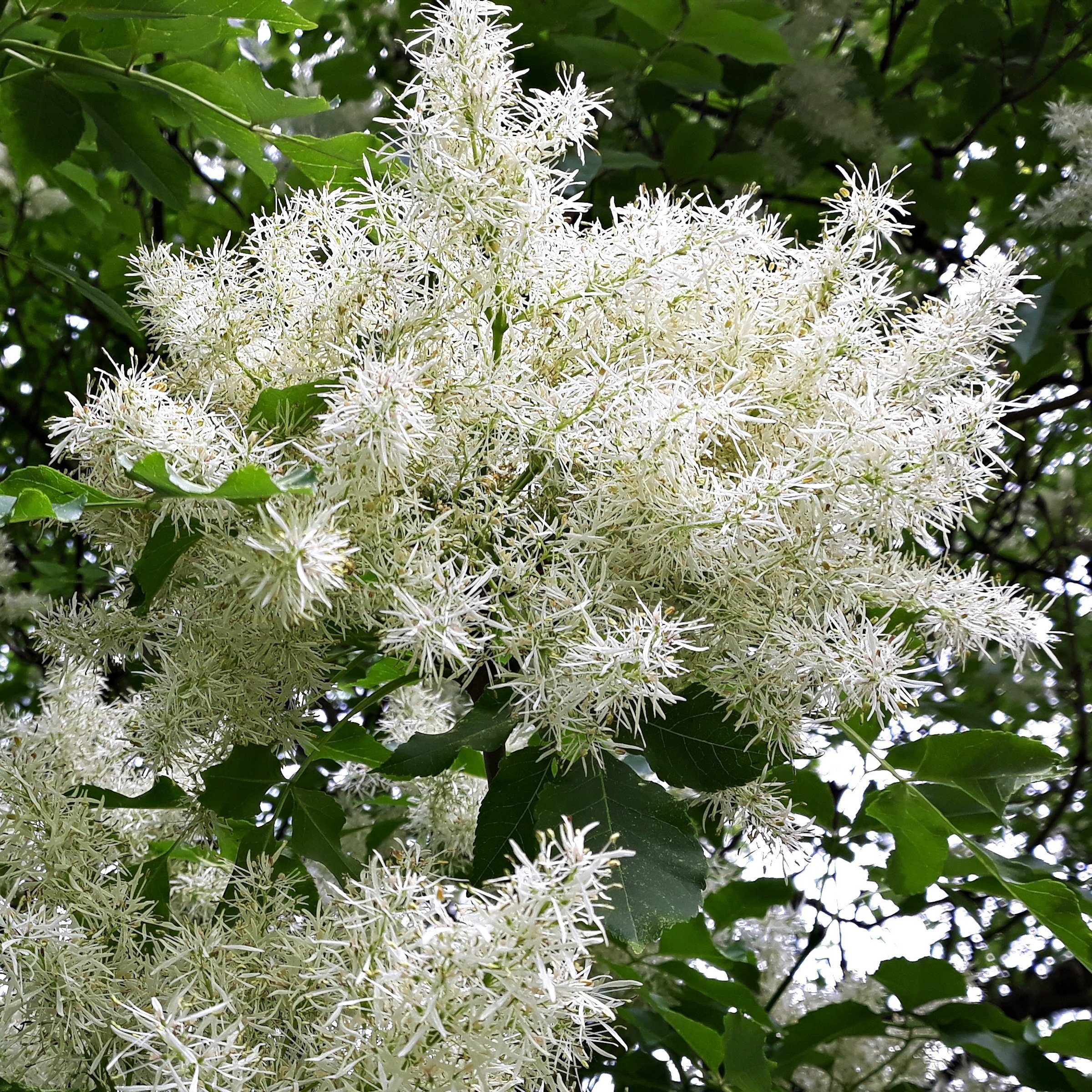 National Plant Network 1 gal. White Fringe Tree