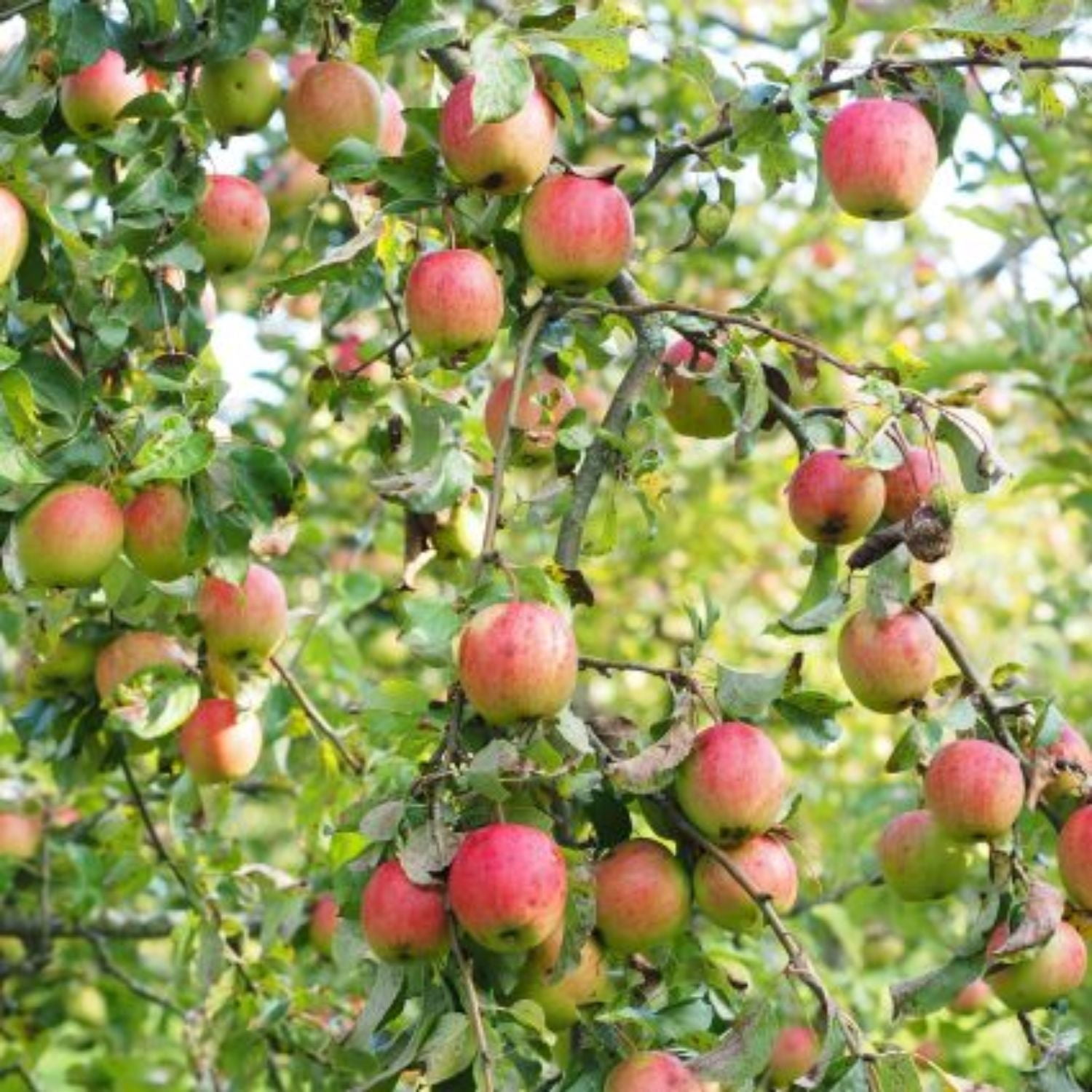 Expert Gardener 2-3 ft. tall Red Delicious Apple Live Tree in 5-Gallon Grower Pot