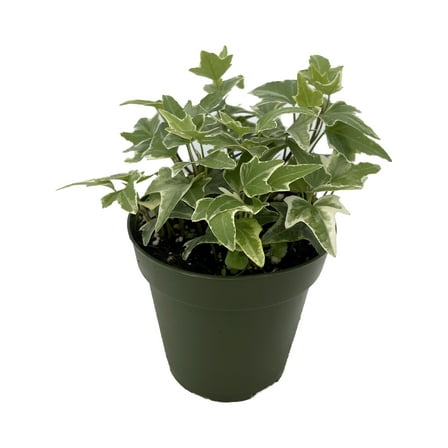 Glacier English Ivy - Hedera - 4" Pot -