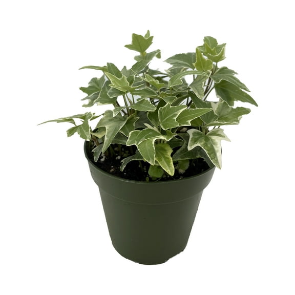 Glacier English Ivy - Hedera - 4" Pot -