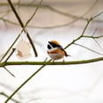 thumbnail image 5 of Jiyike 2pcs Wooden Bird Nest House Shaped Bird Feeder Garden Balcony Hanging Bird Feeder, 5 of 10