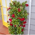 thumbnail image 2 of 4 In. Pot Sun Parasol Pretty Crimson Mandevilla, Live Potted Tropical Vine with Red Flowers (1-Pack), 2 of 3