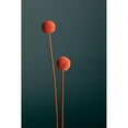 thumbnail image 3 of 1x Studio III 11x14 Black Modern Framed Museum Art Print Titled - Orange Seed Capsules, 3 of 5
