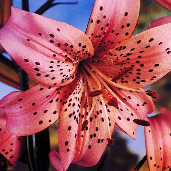 Pink Flavour Tiger Lilies Flower Bulbs - 3 Lily Bulbs per Pack - Good as Cut Flowers - Naturalizing - Perennializing - Easy to Grow Live Plants - Outdoor Garden