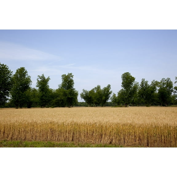 Print: A Wheat Field In Atmore, Alabama, 2010