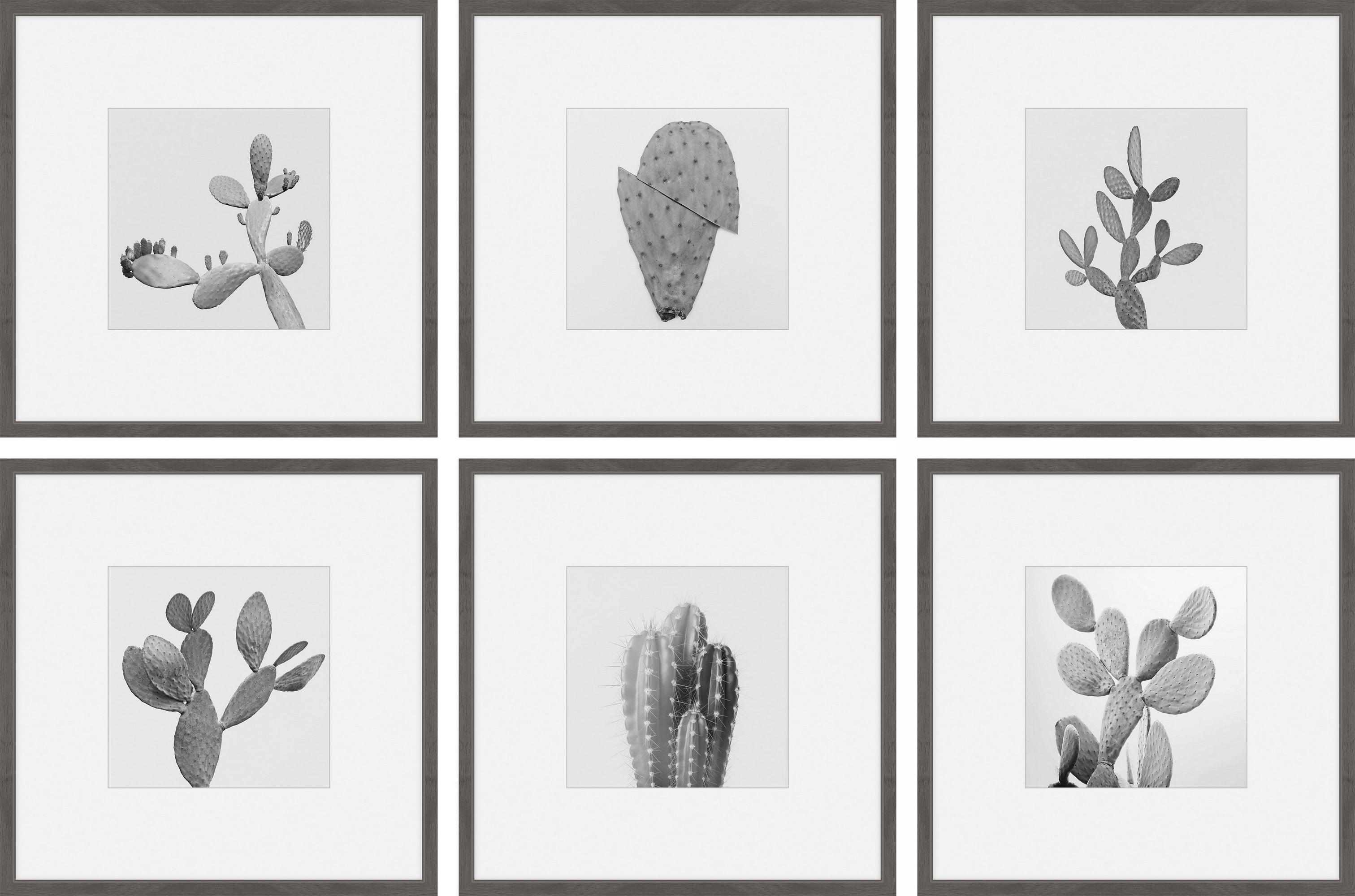 Cactus Variety Ii He x aptych, Art Prints, 54.00" x 1.50"