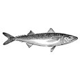 thumbnail image 1 of Mackerel. /Nline Engraving. Poster Print by  (18 x 24), 1 of 1