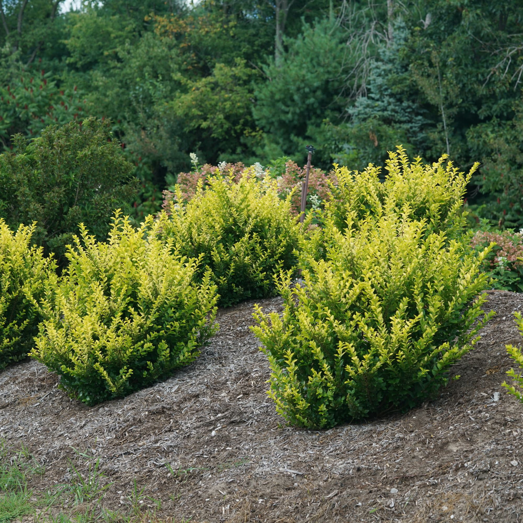 Proven Winners ColorChoice 6" Yellow Golden Ticket Privet Live Plant in 7.5" Pot