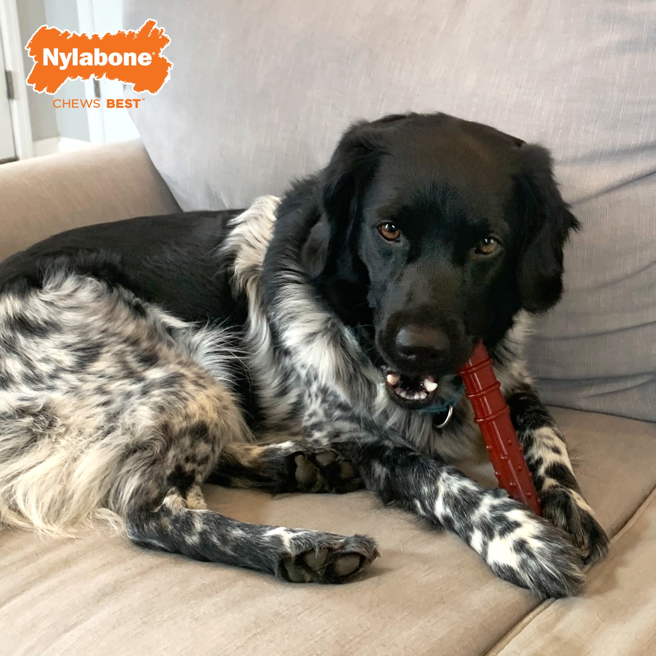 Nylabone Power Chew Basted Blast Textured Bone Dog Chew Toy Large (1 Count)