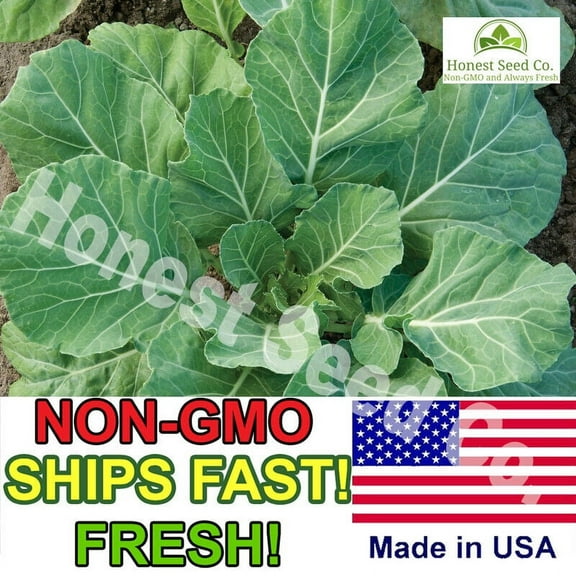 800  Vates Collard Green Seeds | Non-GMO | Heirloom Fresh Garden Seeds USA