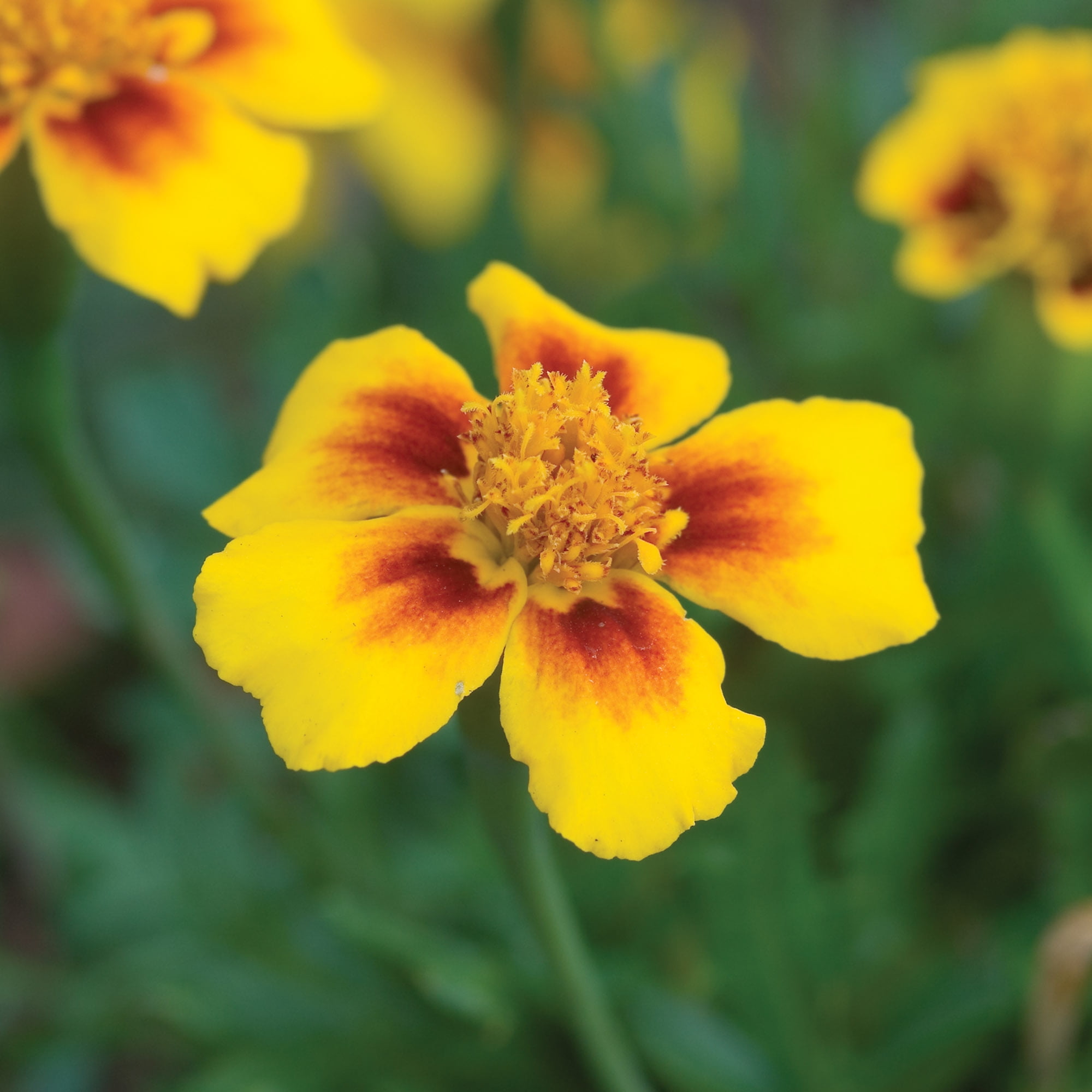 Burpee Jaguar Marigold Flower Seed, Attracts Bees & Butterflies
