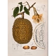 thumbnail image 3 of Van Nooten, Madame 11x14 Black Modern Framed Museum Art Print Titled - Durian, 3 of 5
