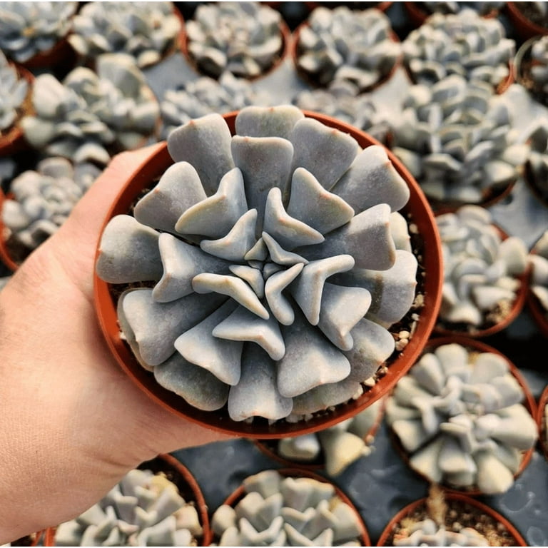 Echeveria 'Cubic Frost' Crest Succulent Live Plant 2 Inch for Indoor  Outdoor Home Office Garden Decor - Walmart.com