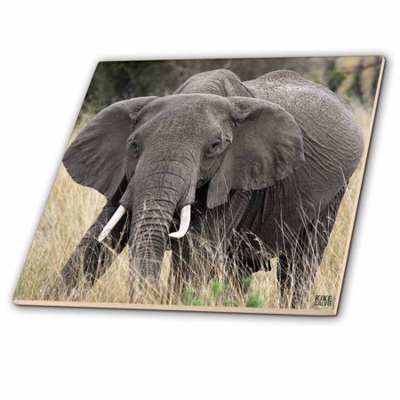 3dRose African elephant, Loxodonta africana, Masai Mara National Park Kenya Africa - Ceramic Tile, 6-inch