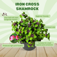 thumbnail image 4 of Shamrock Plant Live in 3.5 Inches Pot, 6 - 9 Inches Tall, Oxalis Live Plant Houseplant, Iron Cross Shamrock for Home and Garden Planting, 4 of 5