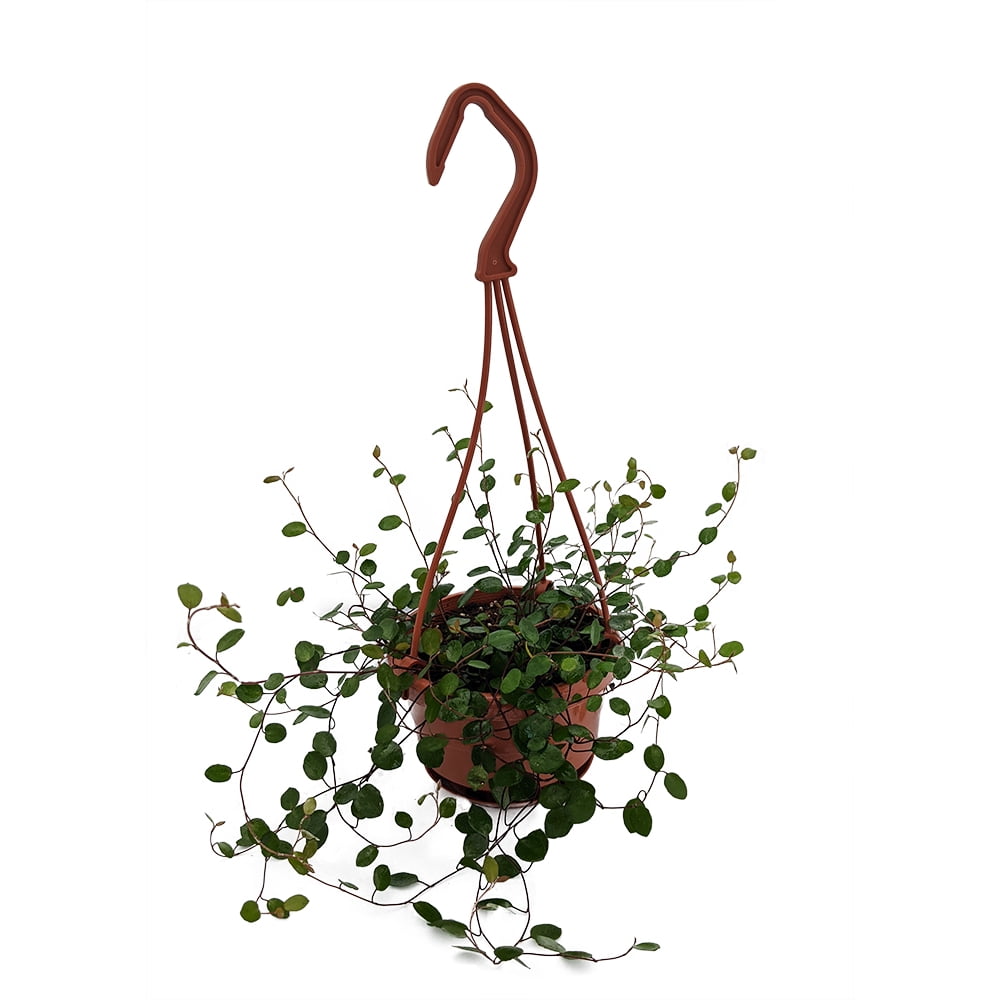 Biblical Angel Vine Muehlenbeckia House Plant 4" Mini Hanging