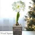 thumbnail image 5 of Easy to Grow Amaryllis Snow Drift Bulb Planted in a Wood Square Indoor Holiday, 5 of 8