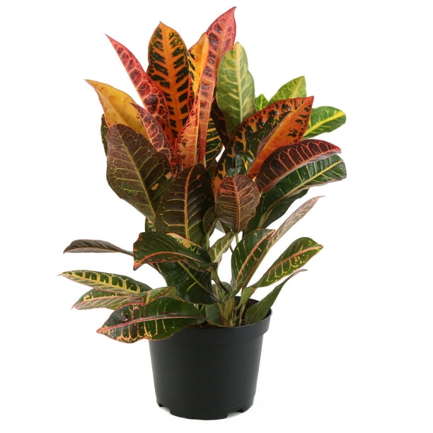 Croton In 6 Inch Pot