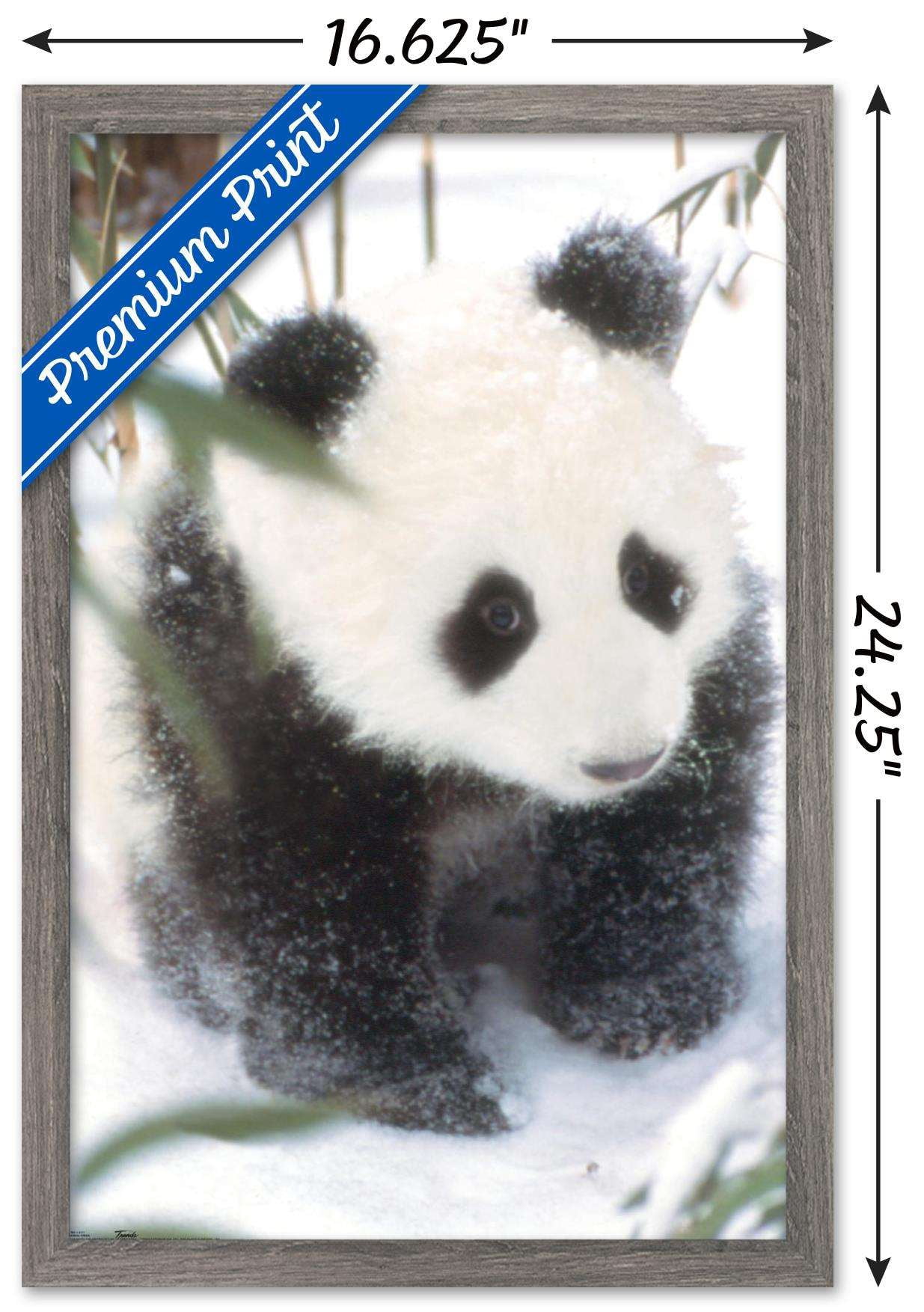 Animals - Panda in the Snow Wall Poster, 14.725" x 22.375", Framed