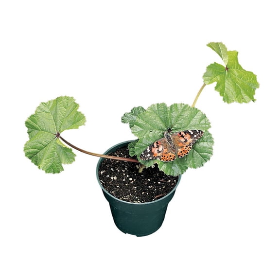 Mallow Plant, Living, Natural Host For The Painted Lady Butterfly