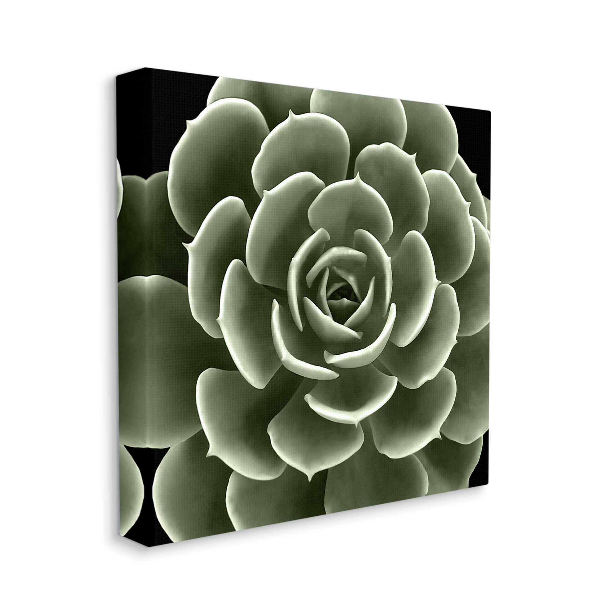 Stupell Industries Rounded Succulent Leaves Botanical Botanical & Floral Painting Gallery Wrapped Canvas Print Wall Art