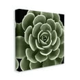 thumbnail image 3 of Stupell Industries Rounded Succulent Leaves Botanical Botanical & Floral Painting Gallery Wrapped Canvas Print Wall Art, 3 of 7
