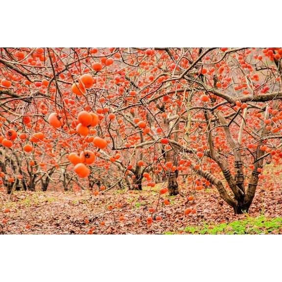 American Persimmons Tree Seedlings for Planting - Delicious Persimmon Fruit Trees - No Ship to California (3 Seedlings)