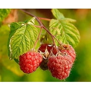Raspberry Red Great Garden Fruit Bush By Seed Kingdom BULK 1,000 Seeds