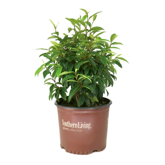 National Plant Network 3 gal. Magnolia Stellar Ruby