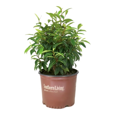 National Plant Network 3 gal. Magnolia Stellar Ruby