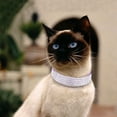thumbnail image 4 of Mumup Rhinestones Dog Cat Collars with Bell Bling Pet Puppy Collars with Soft Velvet Crystal Collars Girl Jeweled Necklace, 4 of 5