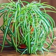 thumbnail image 3 of Brighter Blooms - Spider Plant, 6 Inch - No Shipping to AK, AZ, HI, 3 of 3