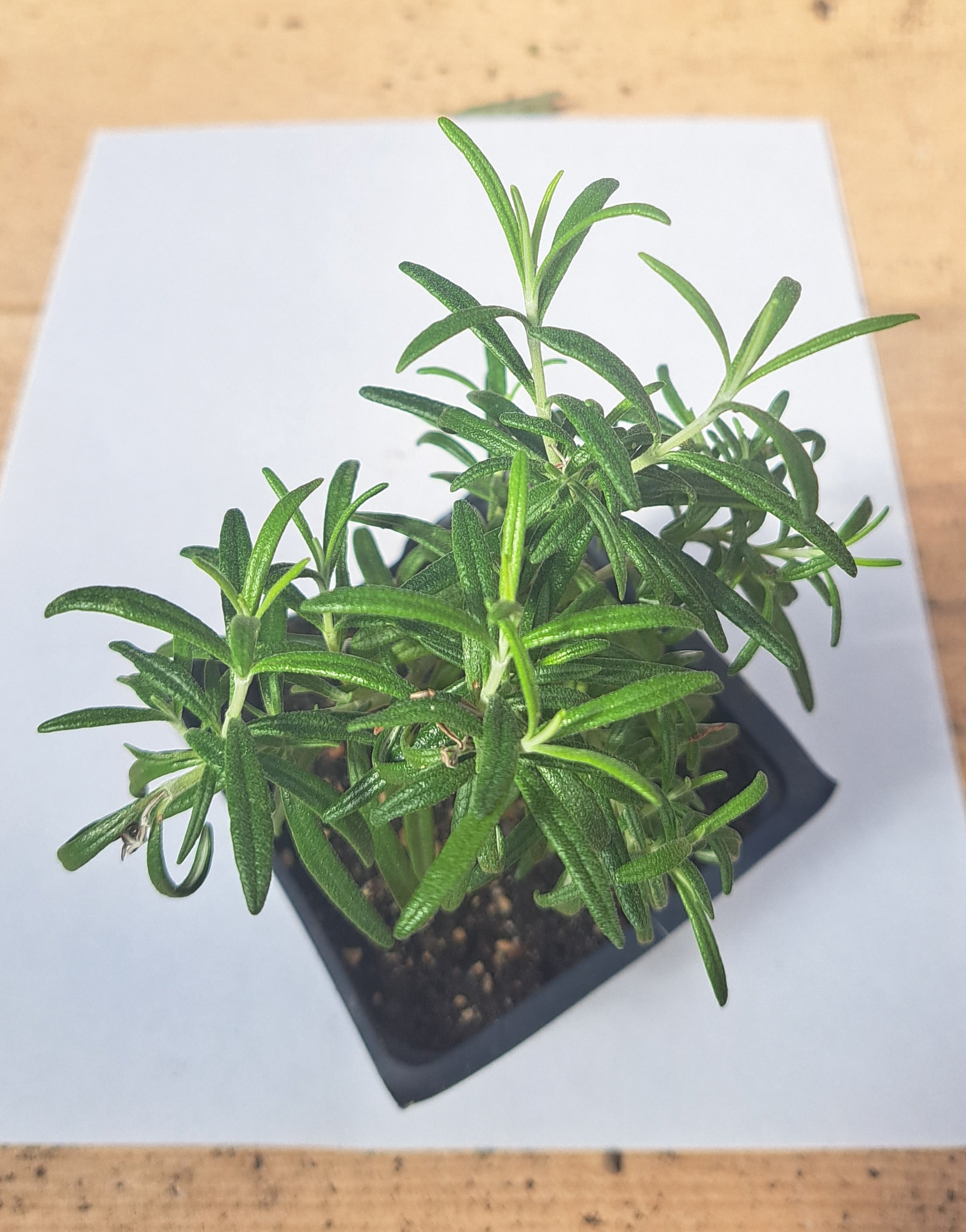 Upright Rosemary Plant, (Rosemarinus officinalis) 2.5 inch pot