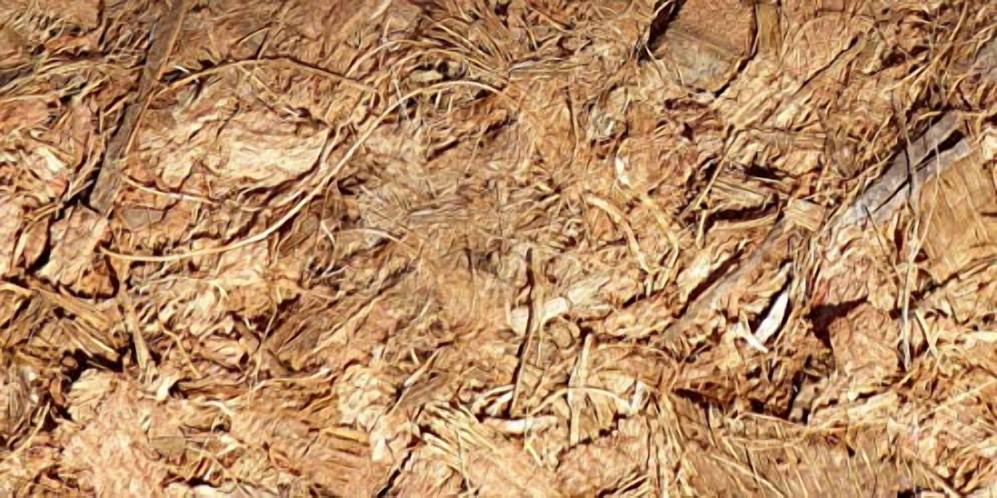 Coco Mulch, 11- Pounds (2 Pack)