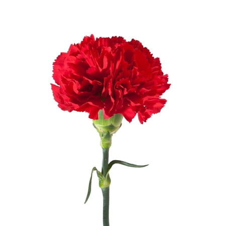 Red Carnations - Fresh Cut - 100 Stems