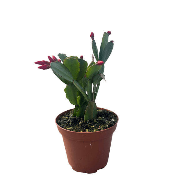 Red Easter Cactus - Rare - 4" Pot - Rhipsalidopsis