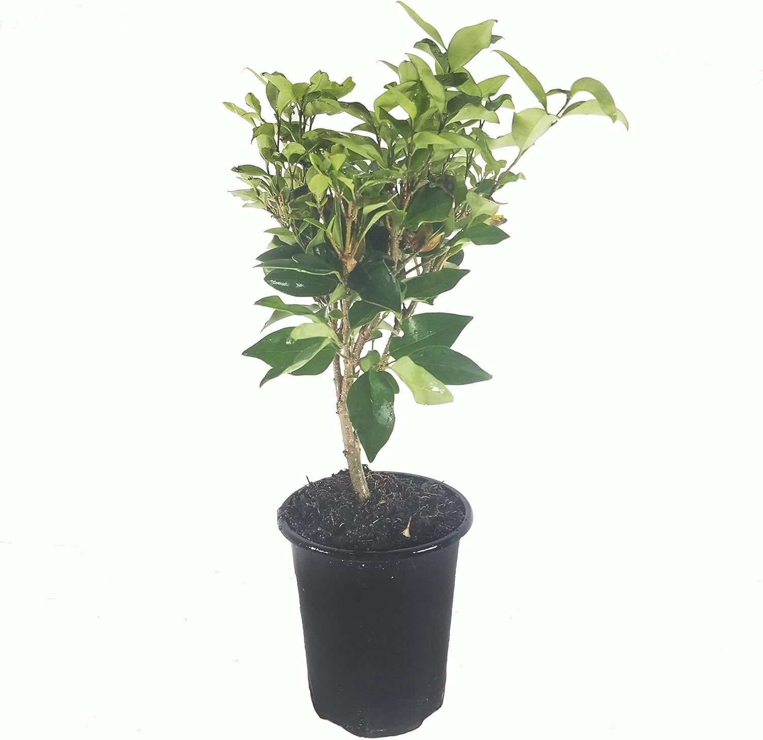 Curled Leaf Privet  5 Live Quart Size Plants  Ligustrum Japonicum Recurvifolium, Evergreen Flowering Privacy Hedge, Ornamental Shrub for Lush Landscapes