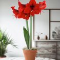thumbnail image 2 of Bloomingbulb 1 Red Amaryllis, Easy to Grow Live Indoor Flower, Flower Bulb Potted in Festive Pot, Gift for Christmas, Holidays, Housewarming, Office, Home, and Room Decor, 12-24-Inches Tall, 2 of 7