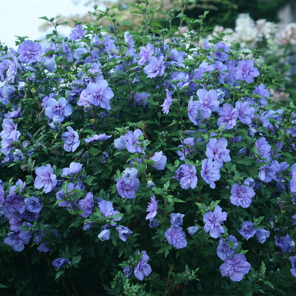Proven Winners ColorChoice Blue Chiffon Hibiscus Live Shrub (2 Gallon)