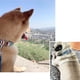 thumbnail image 4 of Collar de perro Collar de perro de niña de algodón con nudo de plomo con hebilla de metal de seguridad Collar de perro ajustable MFZFUKR CPB-US-YY202-4, 4 of 5