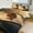 chudan-1, variant on Duvet Cover Queen Size Surfing Cat 3 Pcs Duvet Cover Set Bedding Sets Queen Soft Breathable