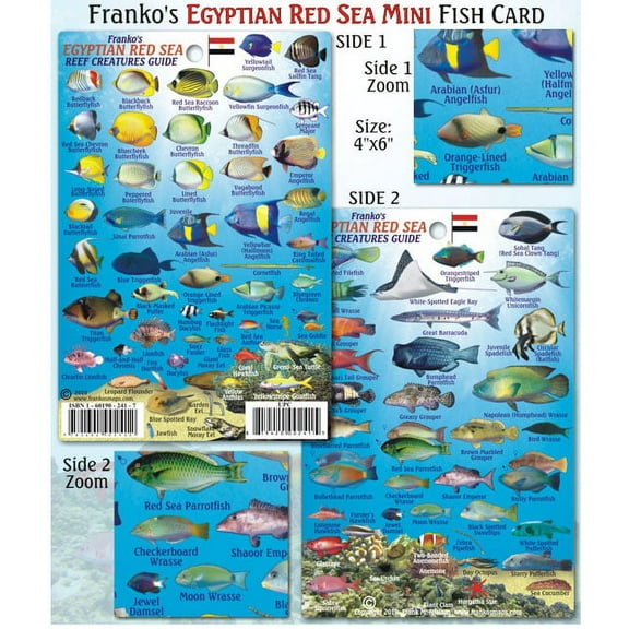 Franko Maps - Mini Egyptian Red Sea Fish ID