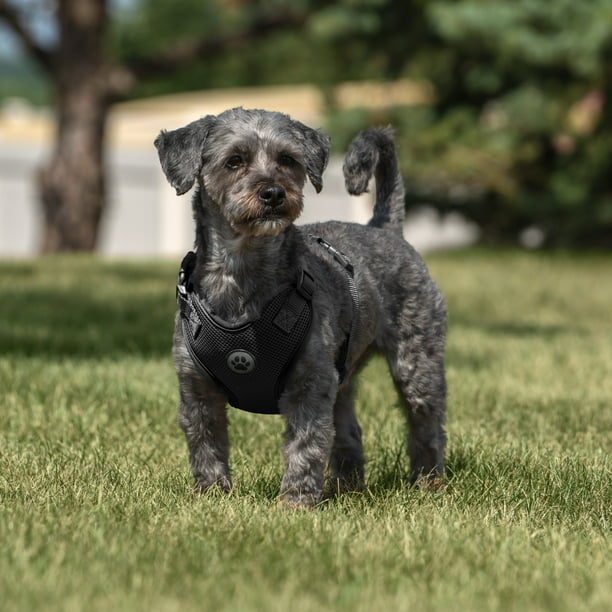 NEIGHBORHOOD DOG HARNESS M ブラック　BLACK NEIGHBORHOOD DOG HARNESS BLACK M ハーネス 犬用（NEIGHBORHOOD