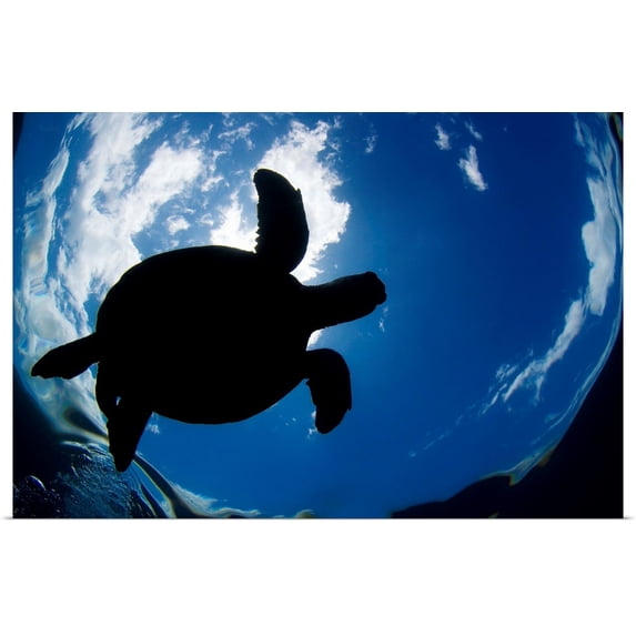 Great BIG Canvas | Rolled Dave Fleetham Poster Print entitled Hawaii, Green Sea Turtle (Chelonia Mydas)