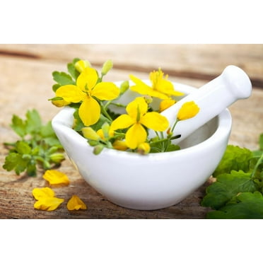 100 Swallowort Herb Seeds for Planting - Greater Celandine - Chelidonium majus