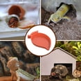 thumbnail image 4 of Plato de alimentación de reptiles con rampa y plataforma para tomar el sol para reptiles como mascot, 4 of 7